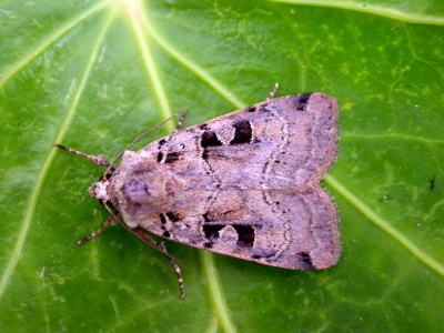 double square-spot (Xestia triangulum) Kenneth Noble